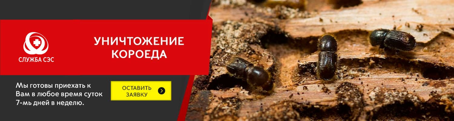 Уничтожение короеда в Дзержинском
