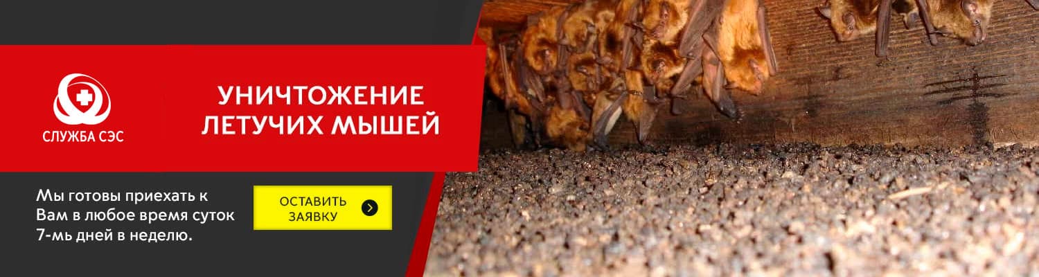 Уничтожение летучих мышей в Дзержинском